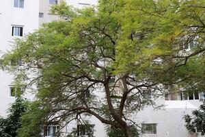 Buildings and structures in Tel Aviv against the background of branches and leaves of tall trees. photo