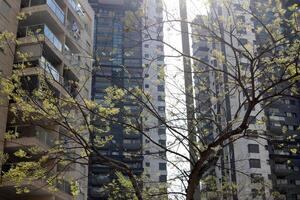 Buildings and structures in Tel Aviv against the background of branches and leaves of tall trees. photo