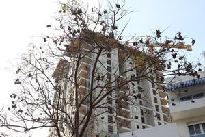 Buildings and structures in Tel Aviv against the background of branches and leaves of tall trees. photo