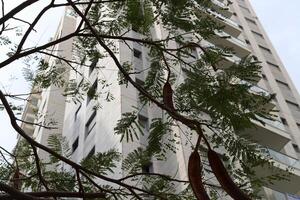 Buildings and structures in Tel Aviv against the background of branches and leaves of tall trees. photo