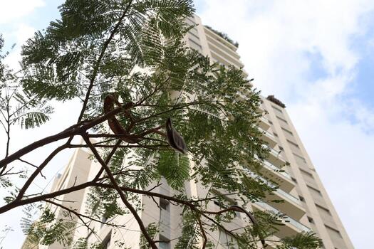 Buildings and structures in Tel Aviv against the background of branches and leaves of tall trees. photo