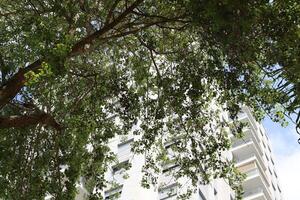 Buildings and structures in Tel Aviv against the background of branches and leaves of tall trees. photo