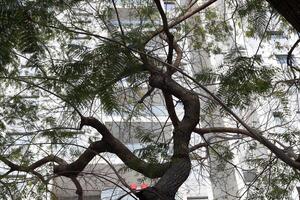 Buildings and structures in Tel Aviv against the background of branches and leaves of tall trees. photo