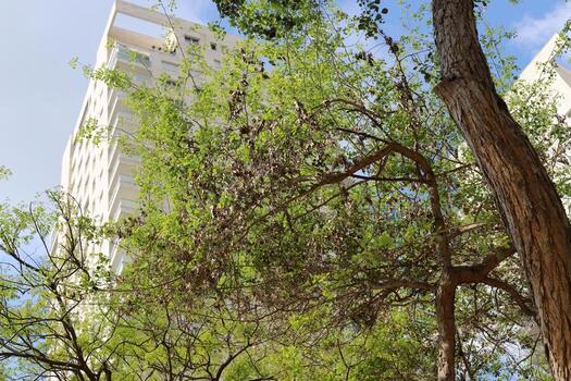 Buildings and structures in Tel Aviv against the background of branches and leaves of tall trees. photo