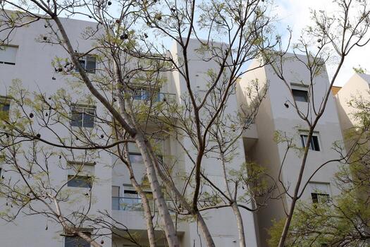 Buildings and structures in Tel Aviv against the background of branches and leaves of tall trees. photo