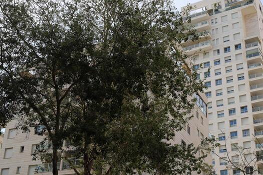 Buildings and structures in Tel Aviv against the background of branches and leaves of tall trees. photo