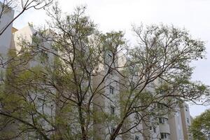 Buildings and structures in Tel Aviv against the background of branches and leaves of tall trees. photo