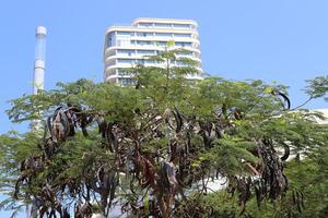 Buildings and structures in Tel Aviv against the background of branches and leaves of tall trees. photo