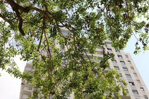 Buildings and structures in Tel Aviv against the background of branches and leaves of tall trees. photo