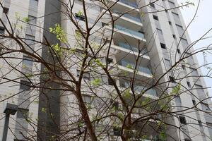 Buildings and structures in Tel Aviv against the background of branches and leaves of tall trees. photo