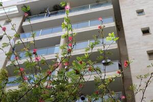 Buildings and structures in Tel Aviv against the background of branches and leaves of tall trees. photo