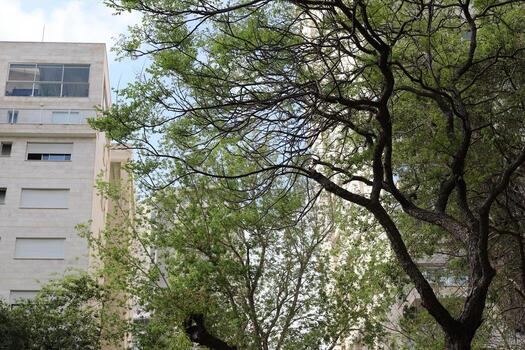 Buildings and structures in Tel Aviv against the background of branches and leaves of tall trees. photo