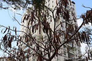 Buildings and structures in Tel Aviv against the background of branches and leaves of tall trees. photo