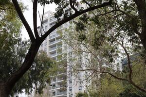 Buildings and structures in Tel Aviv against the background of branches and leaves of tall trees. photo