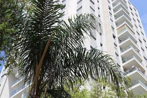 Buildings and structures in Tel Aviv against the background of branches and leaves of tall trees. photo