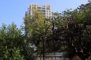 Buildings and structures in Tel Aviv against the background of branches and leaves of tall trees. photo