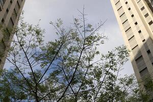 Buildings and structures in Tel Aviv against the background of branches and leaves of tall trees. photo