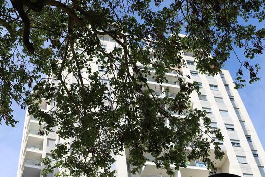 Buildings and structures in Tel Aviv against the background of branches and leaves of tall trees. photo