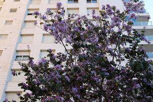 Buildings and structures in Tel Aviv against the background of branches and leaves of tall trees. photo