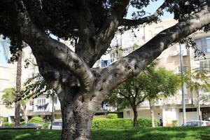 Buildings and structures in Tel Aviv against the background of branches and leaves of tall trees. photo