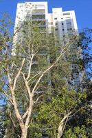 Buildings and structures in Tel Aviv against the background of branches and leaves of tall trees. photo