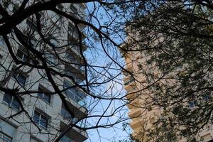 Buildings and structures in Tel Aviv against the background of branches and leaves of tall trees. photo