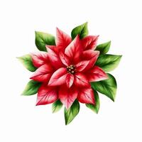 Watercolor christmas poinsettia. New year botanical illustration isolated on white background. For designers, decoration, shop, for postcards, wrapping paper, covers. For posters and textile. vector