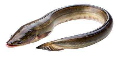 eel fish isolated on transparent background. png