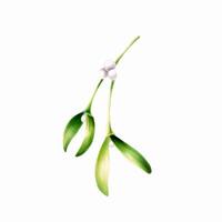 Watercolor christmas green mistletoe. New year botanical illustration of kissing symbol isolated on white background. For designers, decoration, shop, for postcards, wrapping pap vector