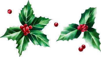Watercolor set of christmas holly berry. New year botanical december symbol illustration isolated on white background. For designers, decoration, shop, for postcards, wrapping paper, covers. For pos vector