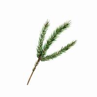 Watercolor christmas spruce and pine branch. New year botanical illustration of realistic lush evergreen foliage tree part isolated on white background. For designers, decoration, shop, for postcards vector