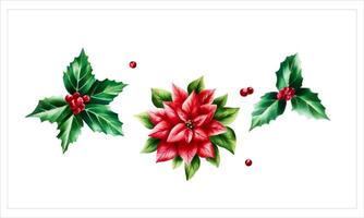 Watercolor set of christmas poinsettia and holly berry. New year botanical december symbol illustration isolated on white background. For designers, decoration, shop, for postcards, wrapping paper vector