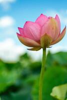 A pink lotus flower sways in the wind. Against the background of their green leaves. Lotus field on the lake in natural environment. photo