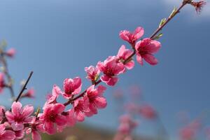 rosado flores melocotón árbol rama con un azul cielo en el antecedentes. el flores son en lleno floración y el cielo es claro y brillante. foto