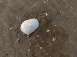 fossil snails or shells on the beach photo