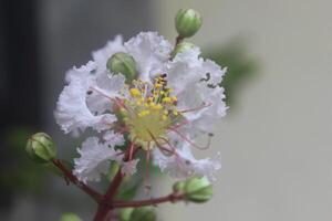 cerca arriba blanco crepe mirto o lagerstroemia Indica yo flor floreciente con borroso antecedentes foto