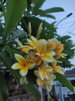 yellow plumeria flowers in bloom, with a blurred background photo