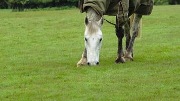 Shades of Equine Majesty A Close-Up Portrait of Farm Life video