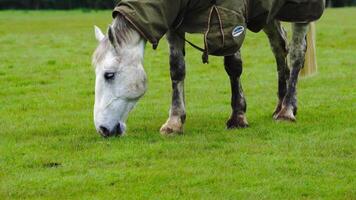 tinten van paarden majesteit een detailopname portret van boerderij leven video