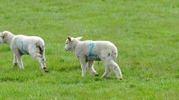 le roulant pâturages la vie sur le ferme video