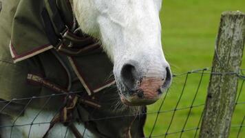 tinten van paarden majesteit een detailopname portret van boerderij leven video