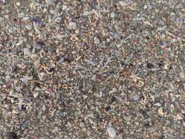 brown sandy soil texture with a collection of small shells on the beach photo