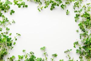 Microgreens sprouts on white background banner with copy space. Top view of vegan micro greens. Health herb concept photo