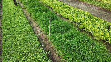 Organic vegetable garden with rows of fresh lettuce and spinach, ideal for sustainable farming, Earth Day, and healthy eating lifestyle content video