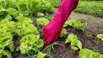 Gardener wearing a pink glove caring for lettuce plants, concept for organic farming and World Environment Day video