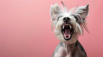 Chinese Crested, angry dog baring its teeth, studio lighting pastel background photo