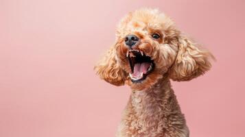 Poodle, angry dog baring its teeth, studio lighting pastel background photo