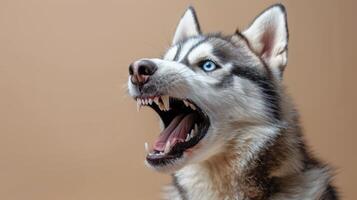 siberiano fornido, enojado perro desnudando sus dientes, estudio Encendiendo pastel antecedentes foto