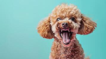 Poodle, angry dog baring its teeth, studio lighting pastel background photo