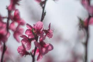 tree with pink peach flowers is in full bloom. The flowers are large and bright, and they are scattered throughout the tree. The tree is surrounded by a clear blue sky. photo